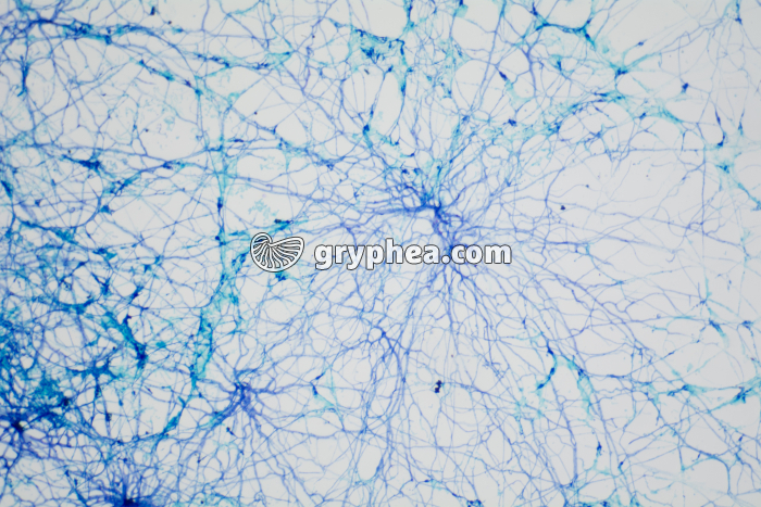 Mycélium Penicillium x40 - gryphea.com